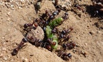 Ants_Eating_A_Caterpillar