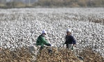 新疆觀察（二）：中國為維穩發展棉花產業，以「扶貧」為名強迫勞動遭國際抵制