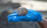 考古學家在以色列古城糞坑發現完好的千年雞蛋，卻在取出時不小心弄破了