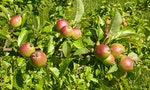 蘇格蘭離島謎之孤獨蘋果樹，植物學家：罕見原生純種，可能從冰河時期存活至今