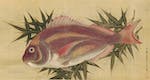 1280px-Painting_of_a_Red_Sea_Bream_(Tai)