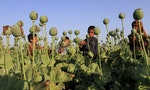 阿富汗鴉片產量佔全球83％，獲利甚豐的塔利班如何打造「無毒國家」？