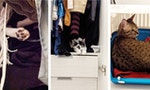 為什麼貓喜歡躲在各種奇怪的空間？五種躲藏處設置建議，滿足喵星人對安全的基本需求