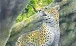 墾丁也有金錢豹：台灣古生物研究重大發現，科學家在國家公園找到1萬2000年前花豹蹤跡