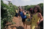 Grape_harvest_Golan_2000_Moshe_Milner