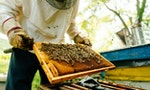 《法治大國的日常小事》：「沒有了蜜蜂，地球終將一片荒蕪」，這個認知非常真實