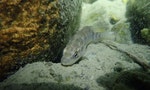 花蓮鯉魚潭的生態災難：外來種正在屠殺台灣淡水水域