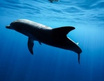 P_187_在鯨豚身上很常見到被棲息在深海的「達摩鯊」所咬出的圓形傷口
