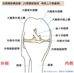 膝蓋構造示意圖_0