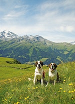 p_241_生長在阿爾卑斯山區的聖伯納犬，屬於體型較大的大型犬