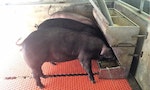 禁用廚餘養豬加重焚化爐負擔，「廚餘養豬非未來趨勢」，農委會推純飼料養豬