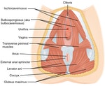 1116_Muscle_of_the_Female_Perineum