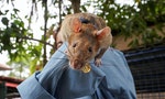 在柬埔寨嗅出超過100枚地雷，知名「探雷鼠」馬加瓦過世