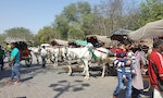 巴基斯坦有很多很多在路上跑的馬，馬路是名副其實的「馬」路