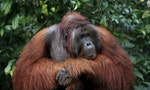 「猿」來如此！從馬來西亞部長「人猿會殺人」論，看當地棕櫚油產業與人猿保護