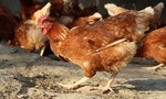 家樂福2025年停售「籠飼雞蛋」，動保團體呼籲政府提出廢籠期程、分級制度  