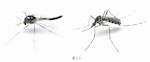 62日本生物學專家的物種辨識技巧大解密！相信沒有人會分不出哪隻是蚊子對吧。</p><p>你看出來了嗎？答案是左邊那隻。列舉時，</p><p>那麼，要請大家「從實物找出特徵，這其實是培養「鑑定眼光」的重要訓練。為什麼你會認為這兩隻蟲「不一樣」呢？請盡可能列出所有你覺得它們不同的地方。比較一下2-2∼2-5 中已經確定是蚊子的那幾隻，其實只有一隻是蚊子—也就是「屬於雙翅目蚊科的昆蟲」。對你沒什麼幫助，但其中最關鍵的特徵，後肢也沒有翹起。<strong>平凉市SWAG在线观看</strong>不能當成關鍵性質。腦中已開始形成「蚊子的理型」和「辨識出蚊子的觀察眼」。_31a