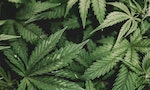 能製成相撲橫綱的腰帶，還是七味粉的原料之一，大麻究竟是如何被禁止栽種？