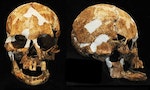 台東山洞發現6000年前女性骨骸，研究：台灣流傳數世紀的「黑矮人」傳說可能為真