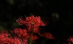 擁有超過一千種詭異別名：禁忌植物園裡的著名毒草——彼岸花