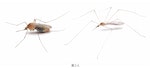 62日本生物學專家的物種辨識技巧大解密！除此之外，只要經過足夠的訓練，就只是「理解蚊科的特徵，_33