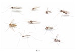 《日本生物學專家的物種辨識技巧大解密！》：請問你知道這張照片中，哪一隻是蚊子嗎？