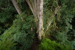 林試所與成大團隊發現近80公尺高桃山神木