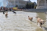 哥倫布廣場噴泉戲水的狗兒