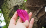 香港歌漂遠洋彼岸（三之三）：洋紫荊他鄉盛放