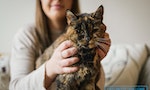 近27歲貓奶奶獲金氏世界紀錄認證成「地表最長壽貓咪」，相當於人類120歲
