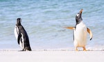 生氣告狀的企鵝、被抓起來甩的袋鼠：2022搞笑野生動物攝影大獎究竟獎落誰家？