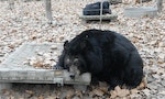 （這邊）尋找動物烏托邦_黑熊庇護所照片