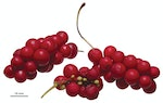 Schisandra_chinensis_berries