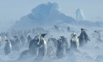 南極皇帝企鵝被列為「瀕危物種」，推估到2100年將有98％因極端氣候群體滅絕