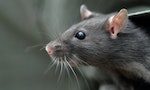 黏鼠板對高敏感、懂社交的老鼠來說極致殘忍，還可能增加鼠疫傳染風險