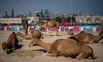 卡達世界盃湧入上百萬球迷觀光客，駱駝「載客量」暴增數倍累癱
