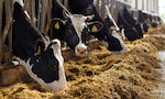 搞笑諾貝爾獎認證：有名字的乳牛能產出比較多牛奶