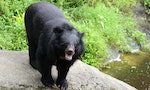 死在槍口下的台灣黑熊：原民傳統規範與政府管理的同步失能