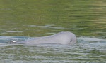 柬埔寨瀕危物種伊河海豚10天內3隻相繼死亡，保育人士籲當局應加強嚇阻非法捕魚