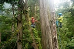 成大10日發表尋找巨木與測量樹高原理