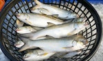 中國無預警暫停輸入台灣秋刀魚及午仔魚等水產品，陸委會：100多家企業申請僅1家獲准