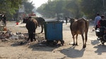 印度流浪牛垃圾堆覓食