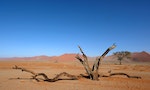 野生王國——沙漠生還者：「不毛之地」何來水源、食物？