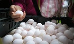 農委會將自日本專案進口雞蛋解蛋荒，禽流感進口禁令未解，引發食安疑慮