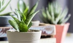 植物殺手的終極對手｜這4款植物不只怎麼種怎麼活，還能當作房間裡的空氣清淨機