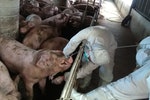 台南加強肉豬場藥物殘留監測