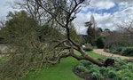 「牛頓的蘋果樹」被暴風雨吹倒了！劍橋大學植物園表示已經放棄治療