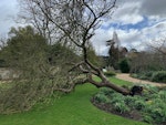 Cambridge-University-Botanic-Garden-Newt