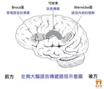 失語症的常見大腦語言神經訊號傳遞示意圖_(1)