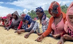 你我手中的咖啡價格飆漲，在衣索比亞的產地端到底發生了什麼事？